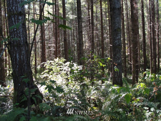 -xxx Vail Loop Road Southeast Rainier, WA 98576 - Photo 4 of 6