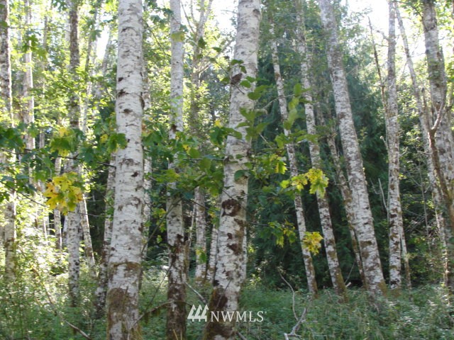 -xxx Vail Loop Road Southeast Rainier, WA 98576 - Photo 6 of 6