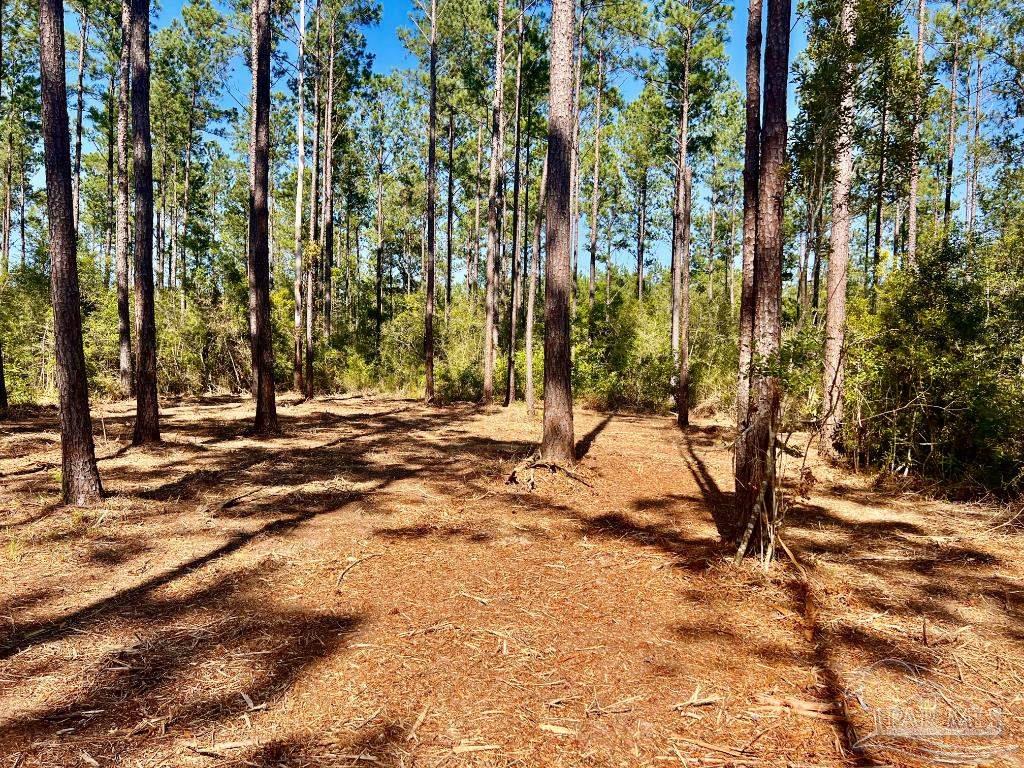 Lot 91 Turning Leaf Road Pace, FL 32571 - Photo 8 of 34