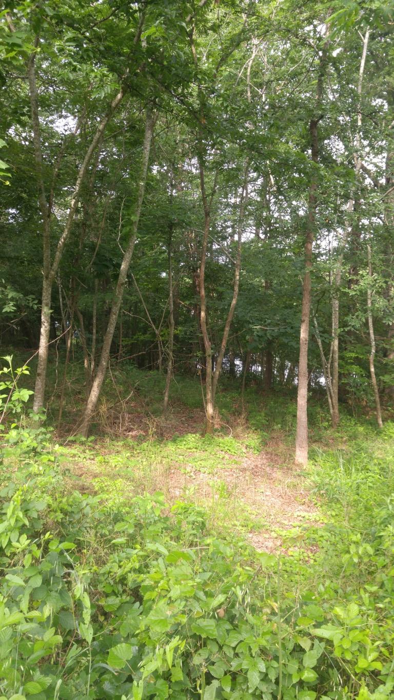 Lot 24 Debbie Dr Spring, Unit 24 Spring City, TN 37381 - Photo 17 of 24 17