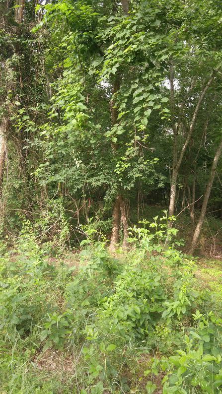 Lot 24 Debbie Dr Spring, Unit 24 Spring City, TN 37381 - Photo 3 of 24 3