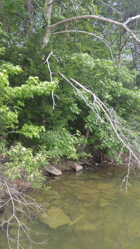 Lot 24 Debbie Dr Spring, Unit 24 Spring City, TN 37381 - Photo 4 of 24 4
