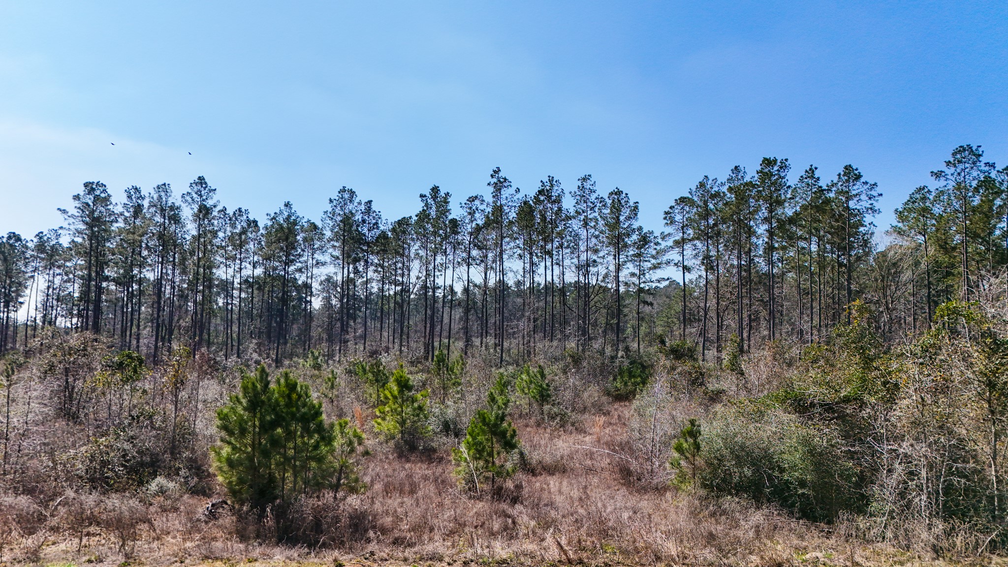 15973 Ridge Oak Road Willis, TX 77378 - Photo 16 of 23 Some mature and some growing trees.