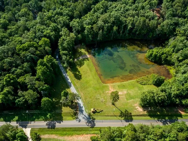 a view of a yard with plants and large trees