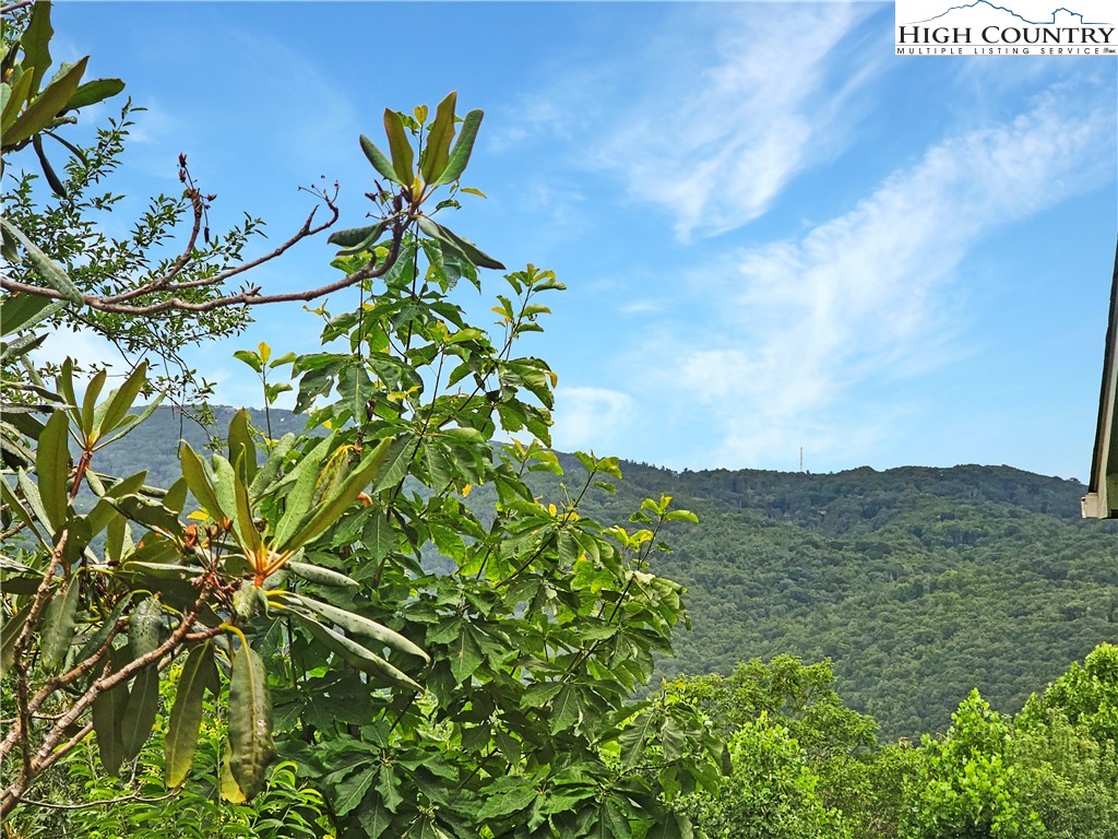 a view of a plant in a garden