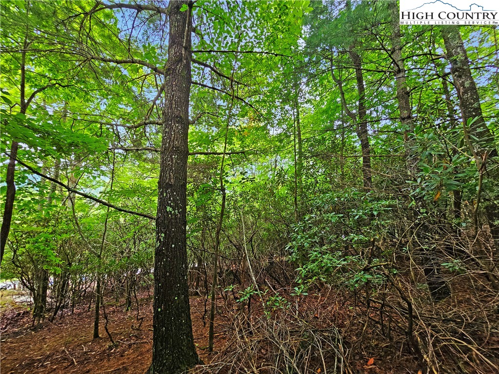 192 Rhododendron Drive Beech Mountain, NC 28604 - Photo 3 of 9 a view of a forest with trees