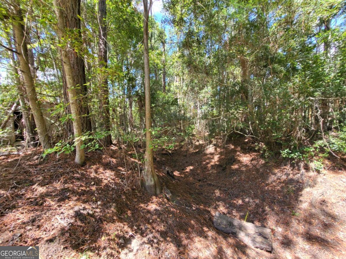 188 Brenda Road Twin City, GA 30471 - Photo 11 of 48 a view of a forest that has a tree