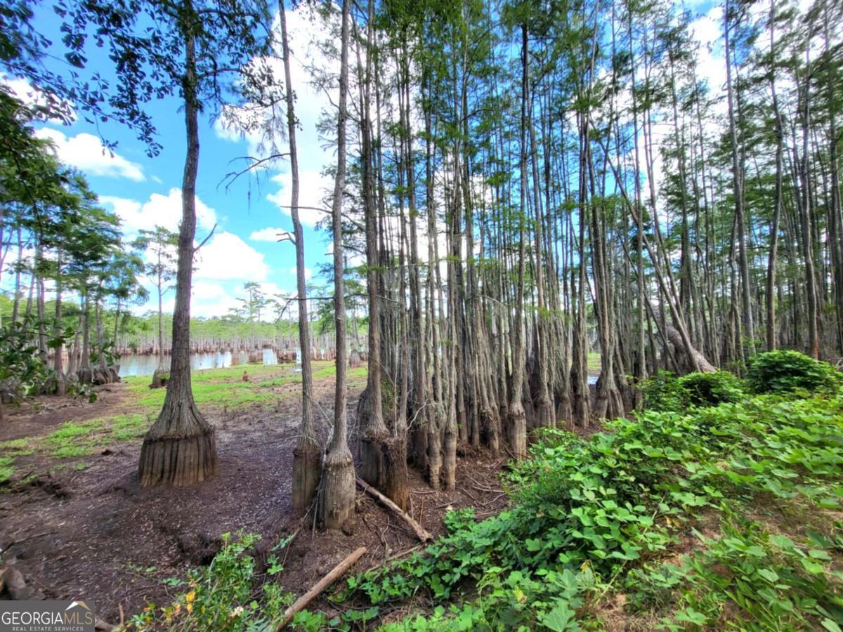188 Brenda Road Twin City, GA 30471 - Photo 22 of 48 a view of a yard with lots of trees
