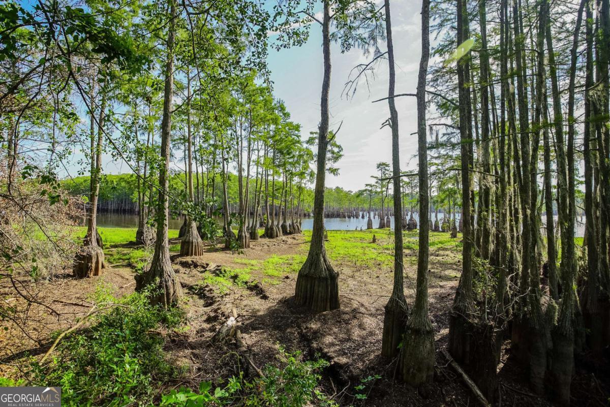 188 Brenda Road Twin City, GA 30471 - Photo 39 of 48 a view of a park with large trees