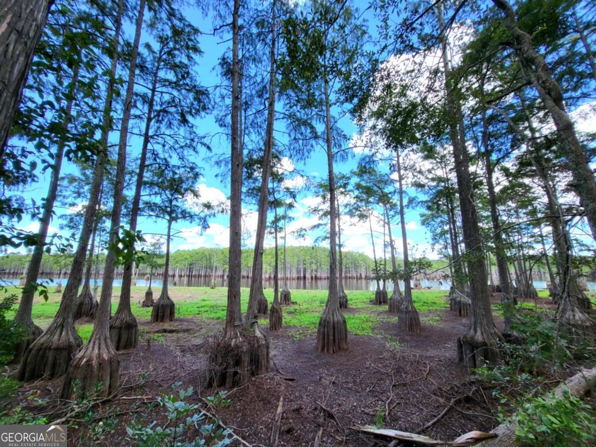188 Brenda Road Twin City, GA 30471 - Photo 46 of 48 a view of a garden with trees