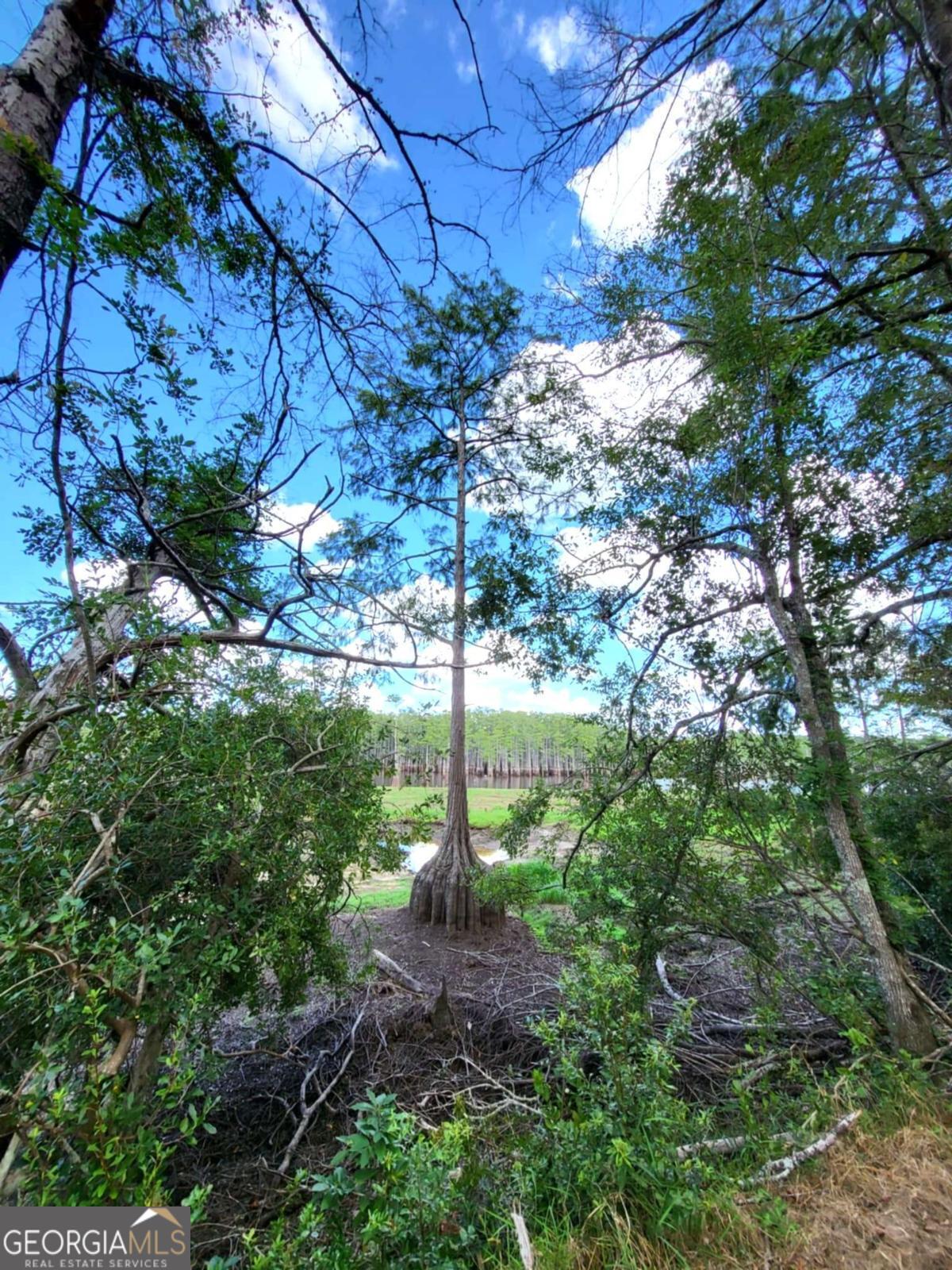 188 Brenda Road Twin City, GA 30471 - Photo 47 of 48 a view of a garden with plants