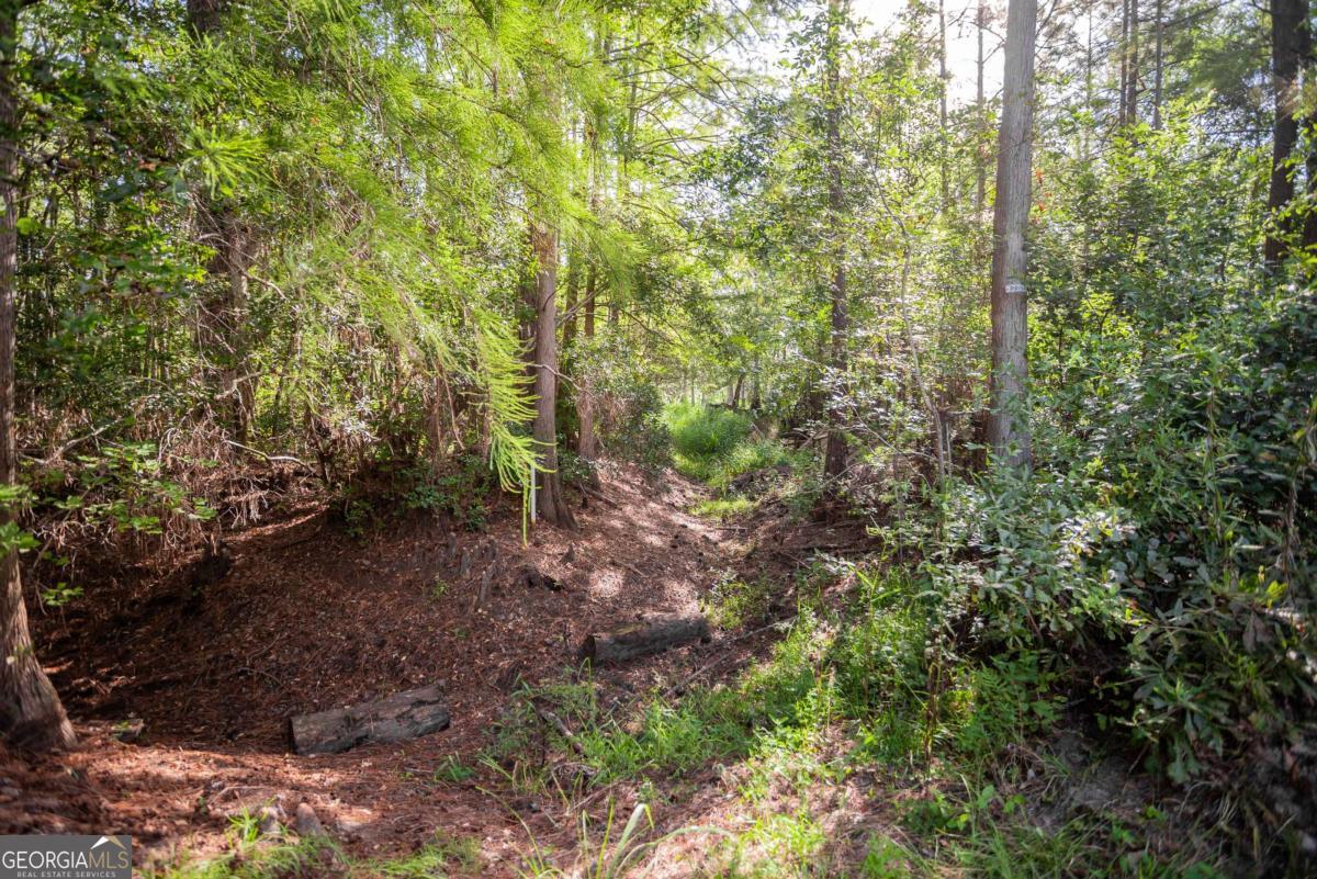 188 Brenda Road Twin City, GA 30471 - Photo 10 of 48 a view of a forest that has large trees