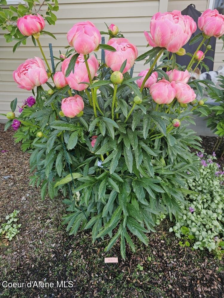 8557 Scotsworth Street Post Falls, ID 83854 - Photo 39 of 49 Flowers