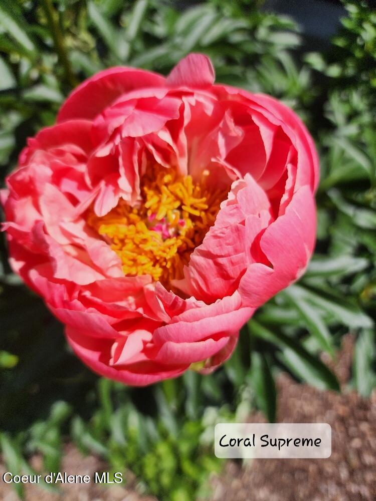 8557 Scotsworth Street Post Falls, ID 83854 - Photo 41 of 49 Flowers