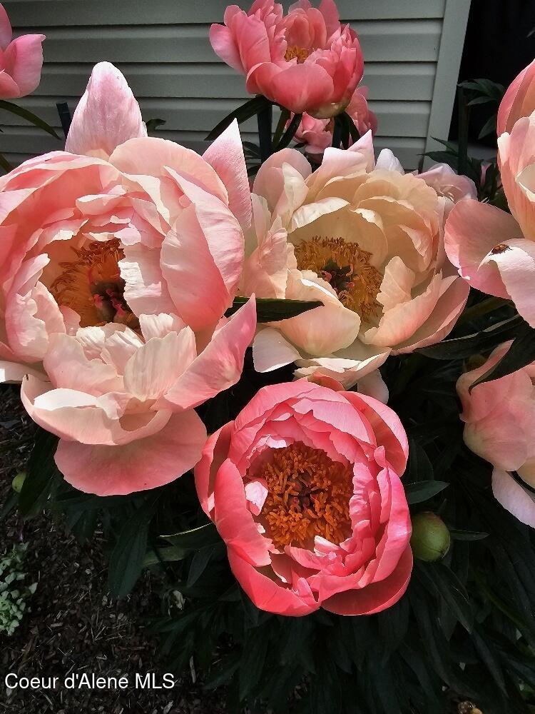 8557 Scotsworth Street Post Falls, ID 83854 - Photo 42 of 49 Flowers