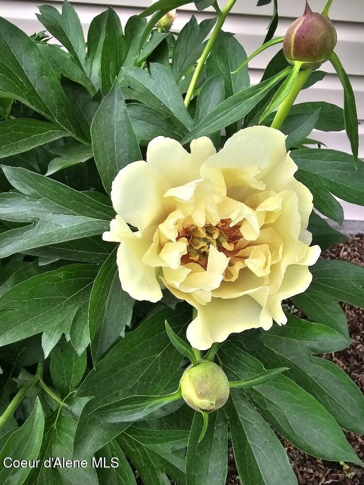 8557 Scotsworth Street Post Falls, ID 83854 - Photo 43 of 49 Flowers