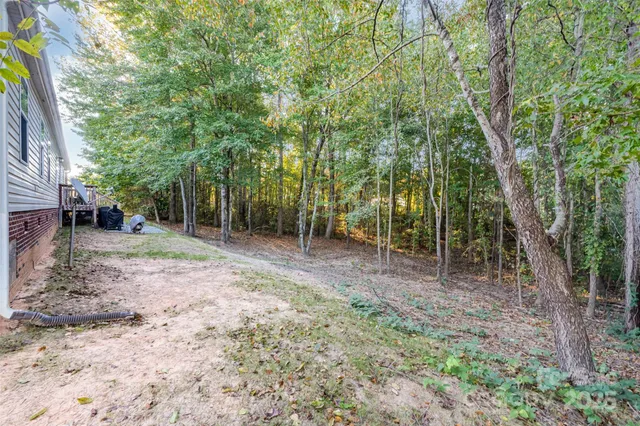 a view of a forest filled with trees