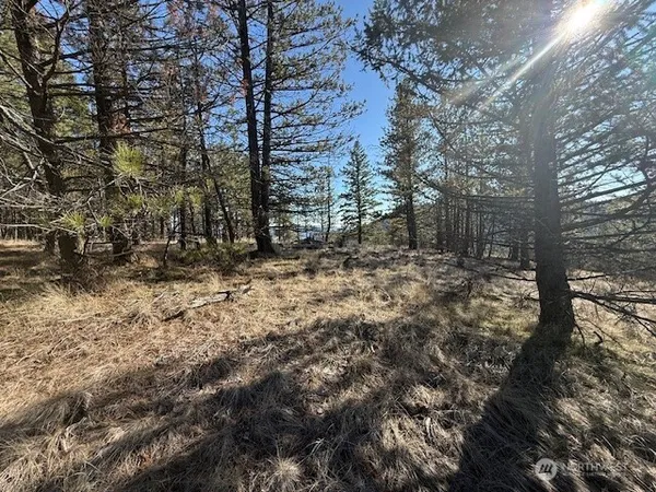 a view of a yard with trees
