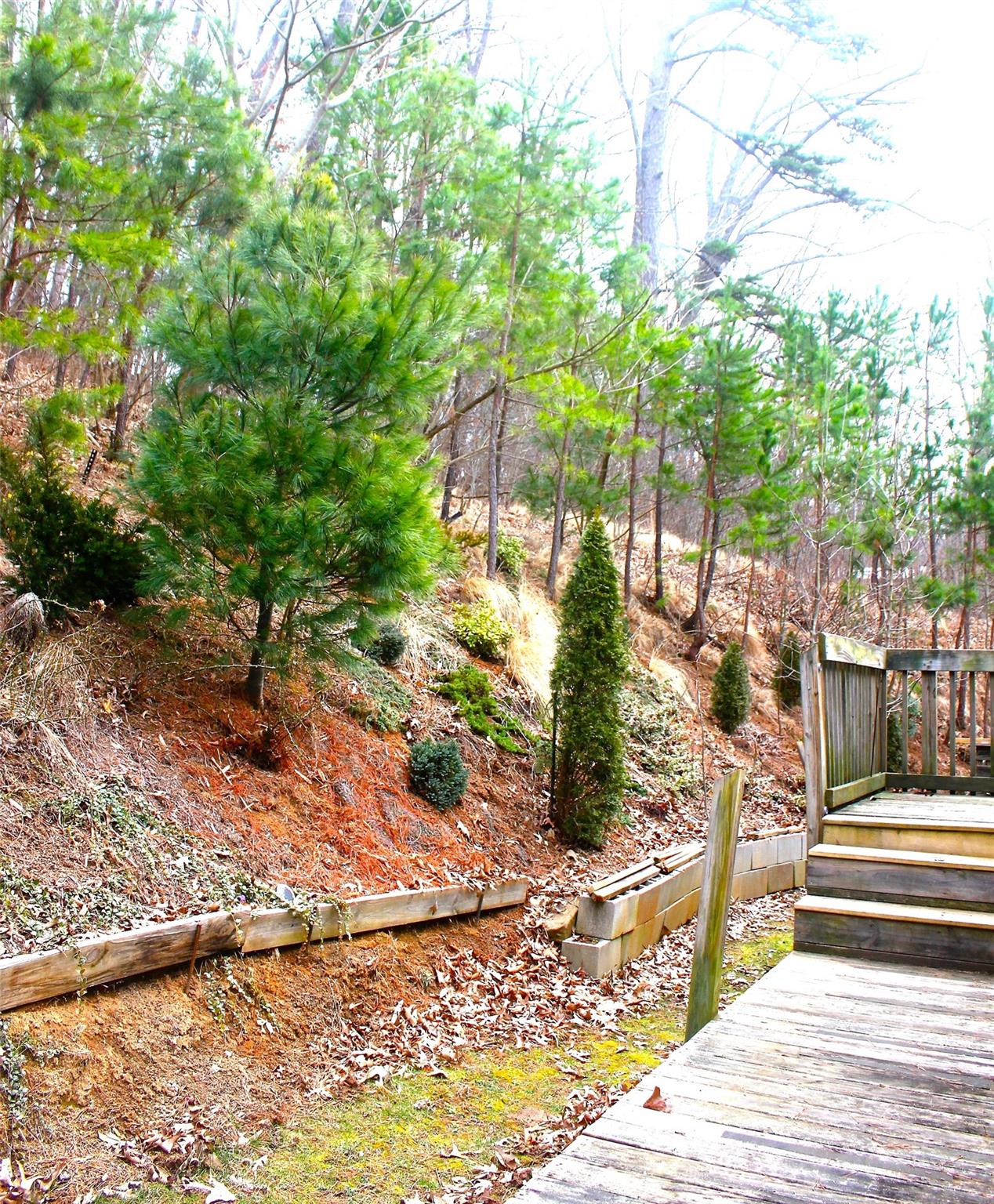 2 Whisper Street Clyde, NC 28721 - Photo 38 of 44 a view of a yard with plants and large trees