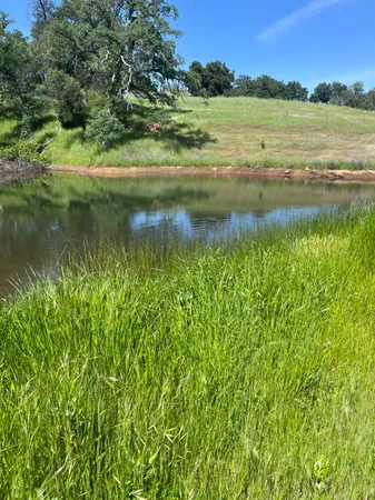 a view of backyard with barbeque grill and potted plants