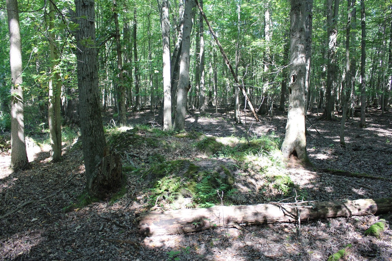 4.26 A Madsen Road Birch Run, MI 48415 - Photo 20 of 24 Gallery Image 20