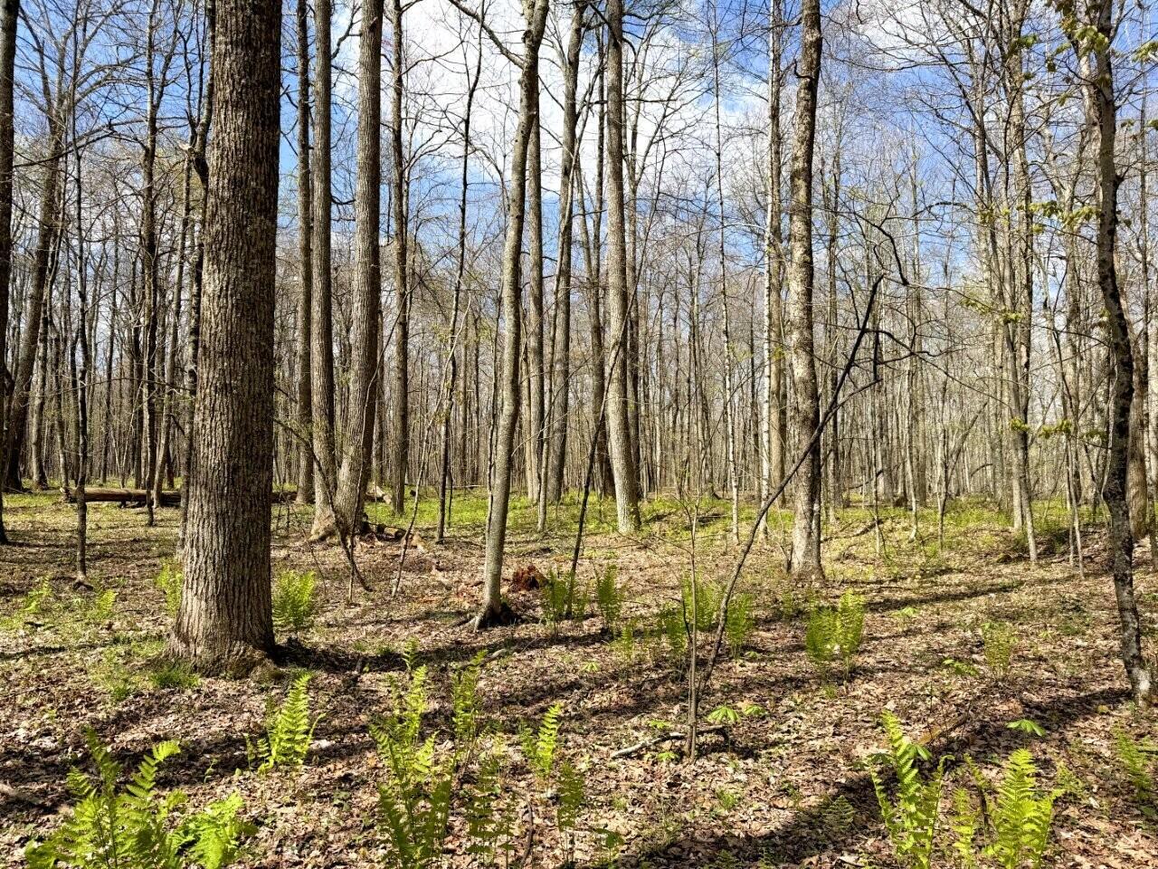 0 Iona Road White Oak, WV 25989 - Photo 67 of 150 Tract-14-IMG_3683