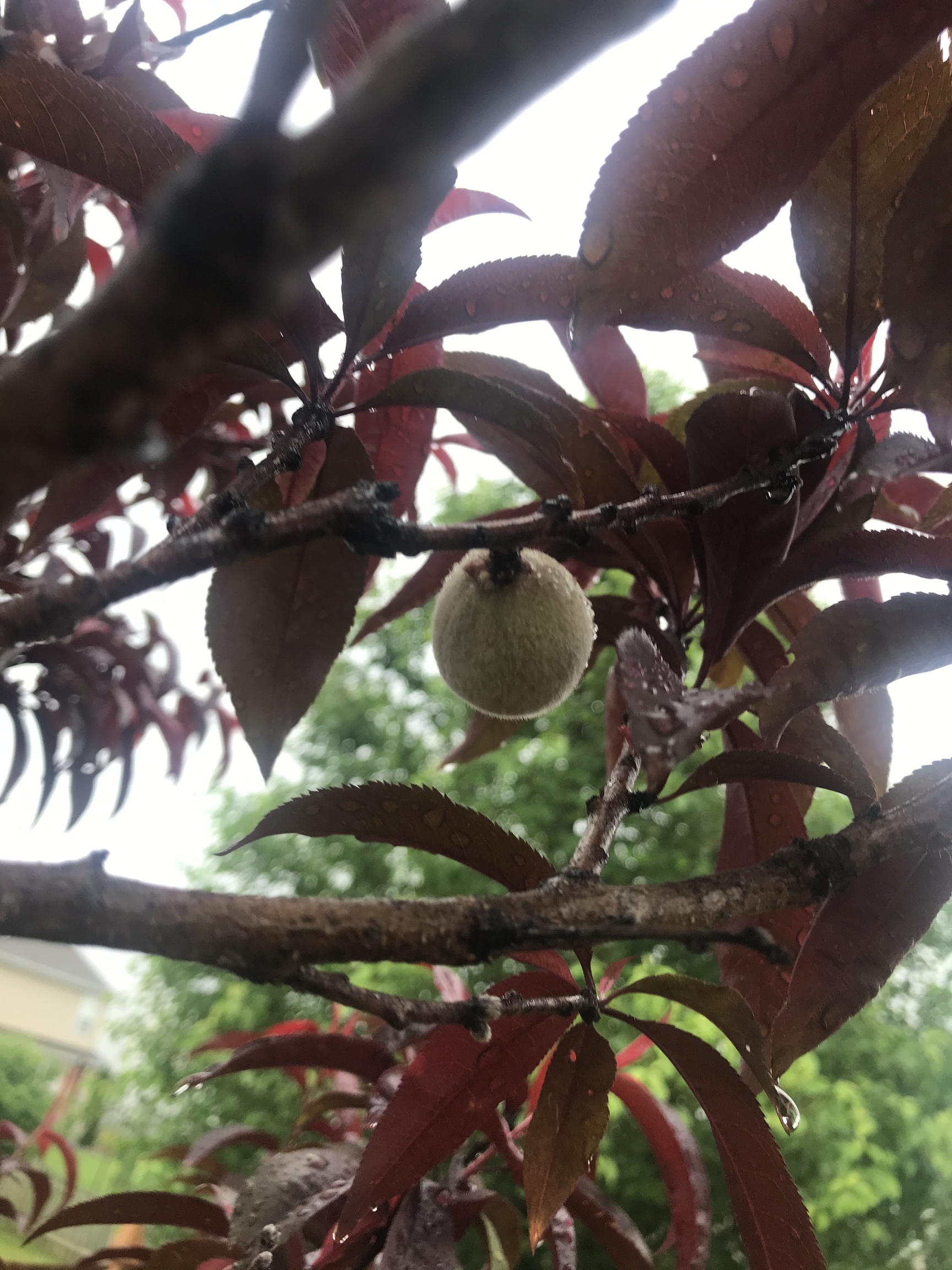 3655 Pickwick Circle Plainfield, IN 46168 - Photo 57 of 69