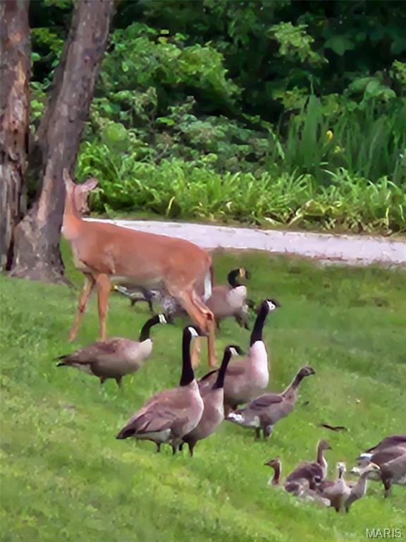 2179 Brown Road Brighton, IL 62012 - Photo 80 of 83