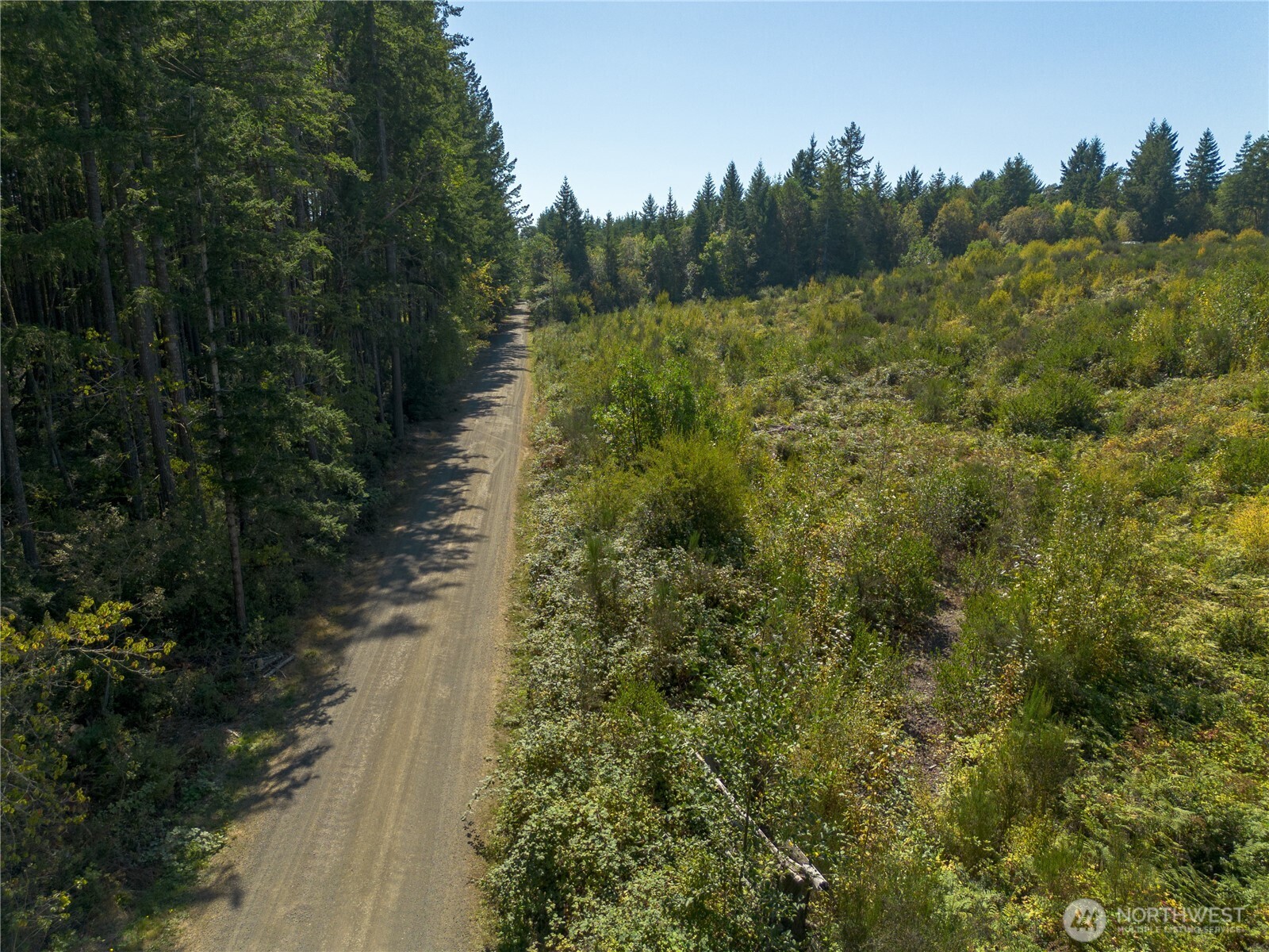 414 Webb Road Southwest Lakebay, WA 98349 - Photo 17 of 17 a view of a forest with a trees