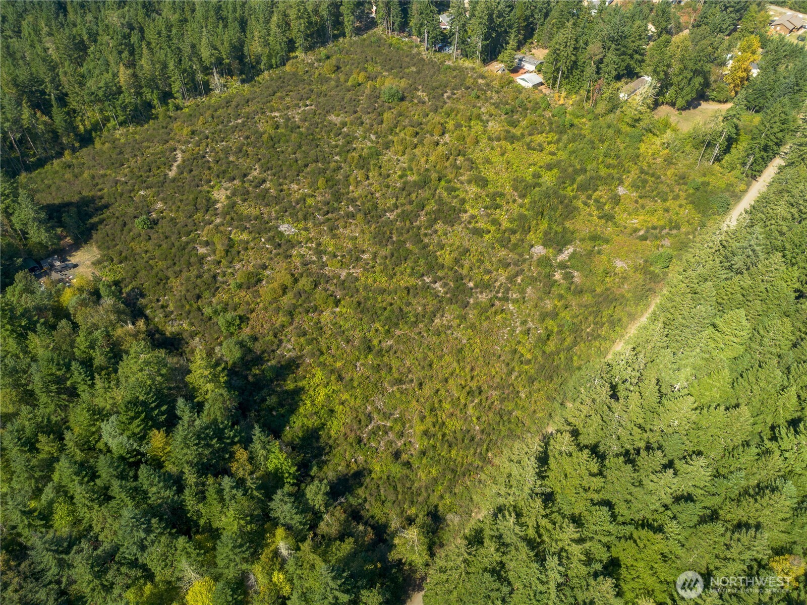 414 Webb Road Southwest Lakebay, WA 98349 - Photo 10 of 17 a view of a big yard with plants and large trees