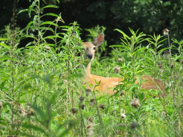 $925,000 | 353 Major Road, Cornersville, TN 37047