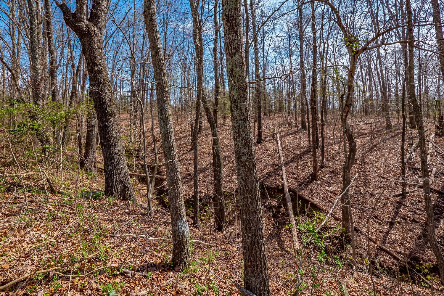 115 Caperton Road Hohenwald, TN 38462 - Photo 29 of 29 Timber Acreage