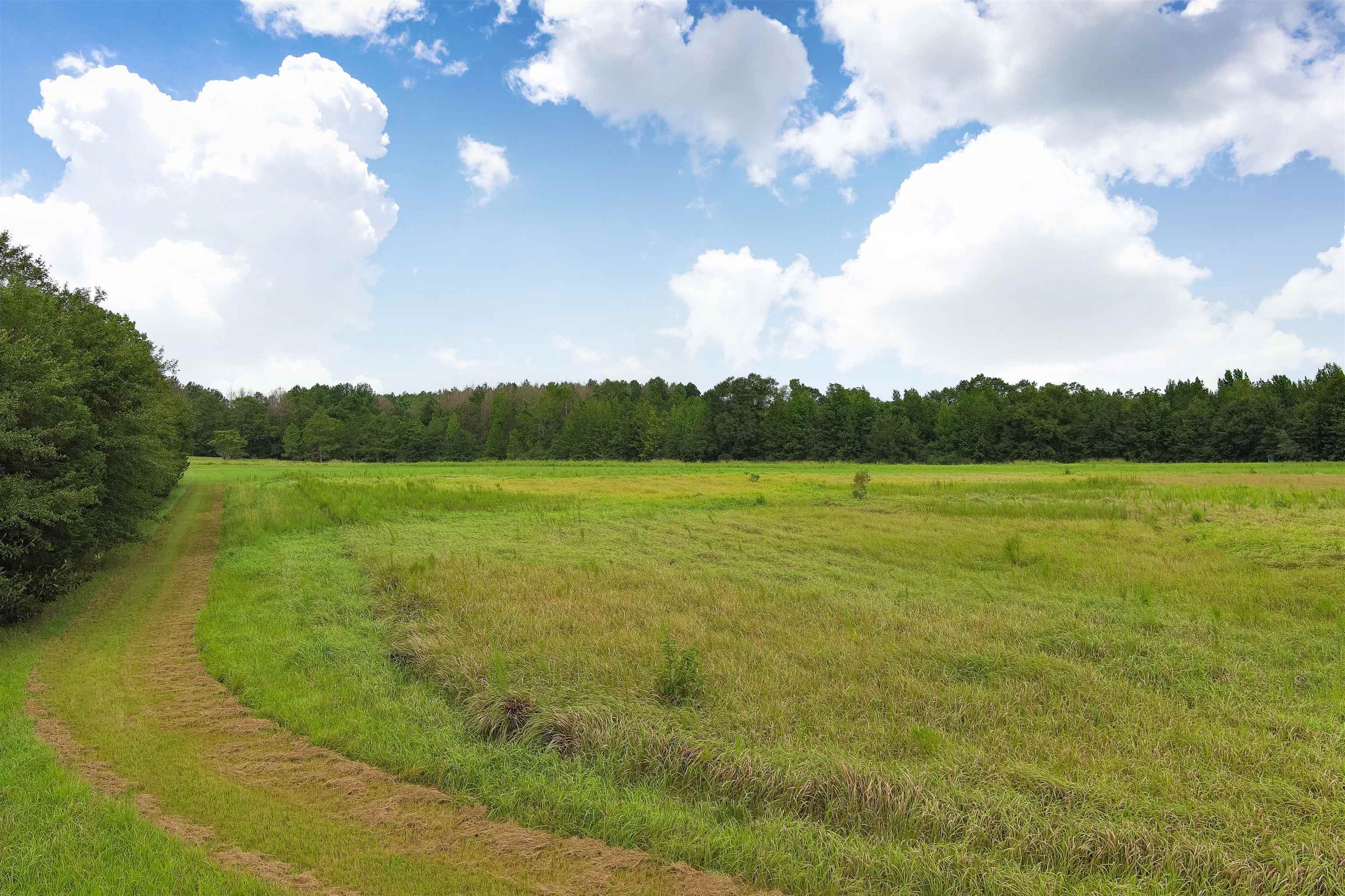 1147 Mack Pond Road Atmore, AL 36502 - Photo 39 of 40 View of local wilderness with a rural view