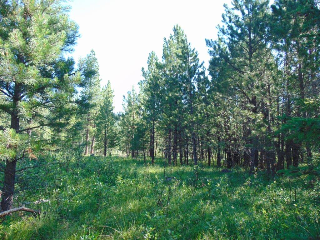 4615 Abe Lincoln Road Lincoln, MT 59639 - Photo 19 of 92 Gallery Image 19