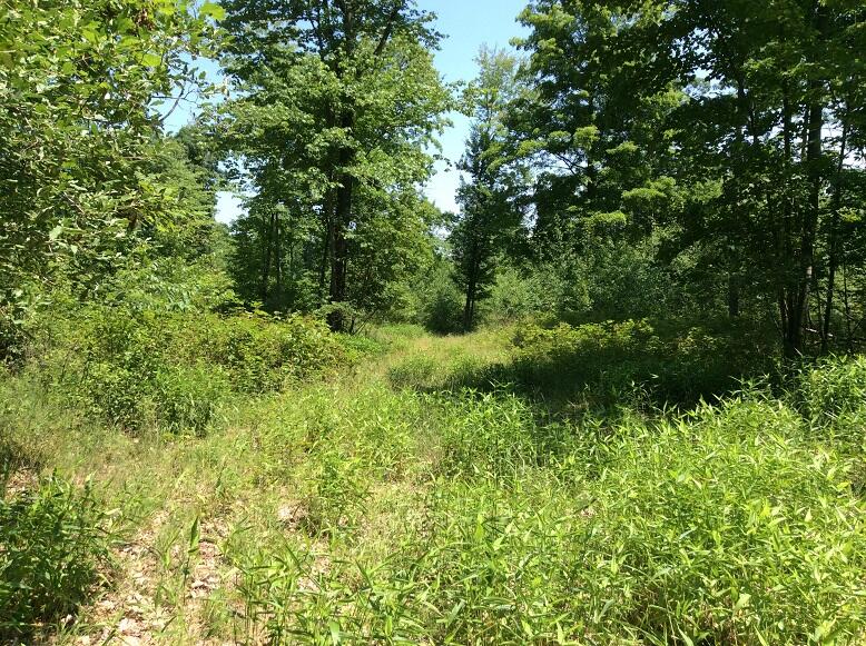 3800 South Castor Road Coleman, MI 48618 - Photo 13 of 34