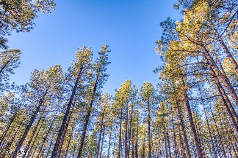 7366 Buck Springs Road Pinetop, AZ 85935 - Photo 33 of 35 Gallery Image 33