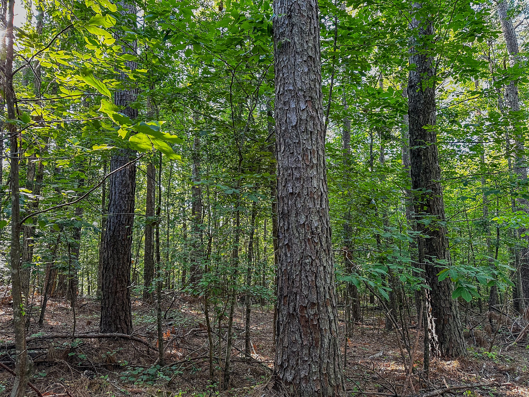 0 Post Road Michie, TN 38357 - Photo 7 of 12 a view of forest