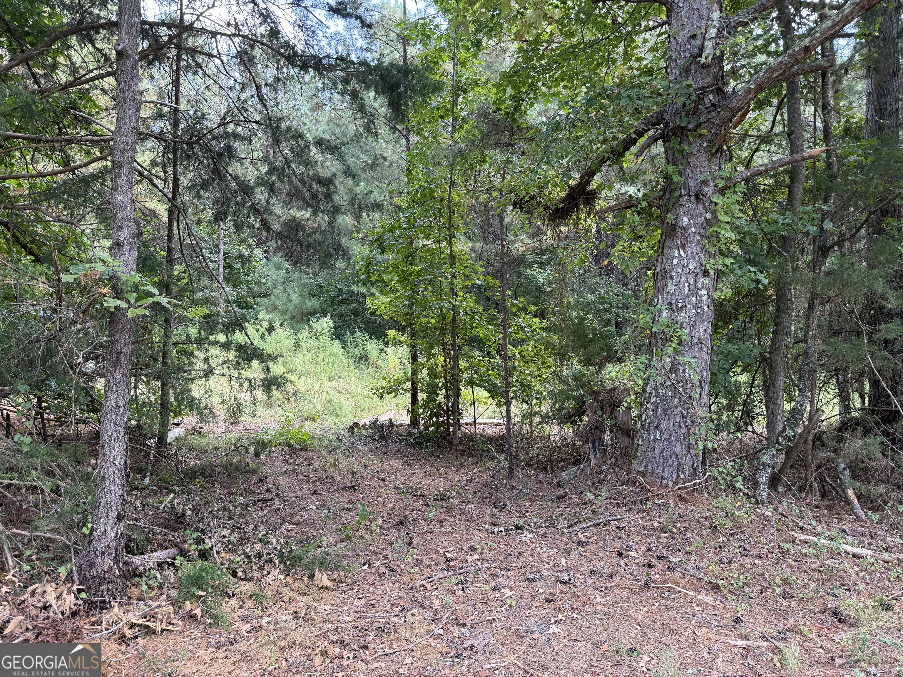 0 C E Norman Road Lincolnton, GA 30817 - Photo 2 of 9 a view of a forest filled with trees