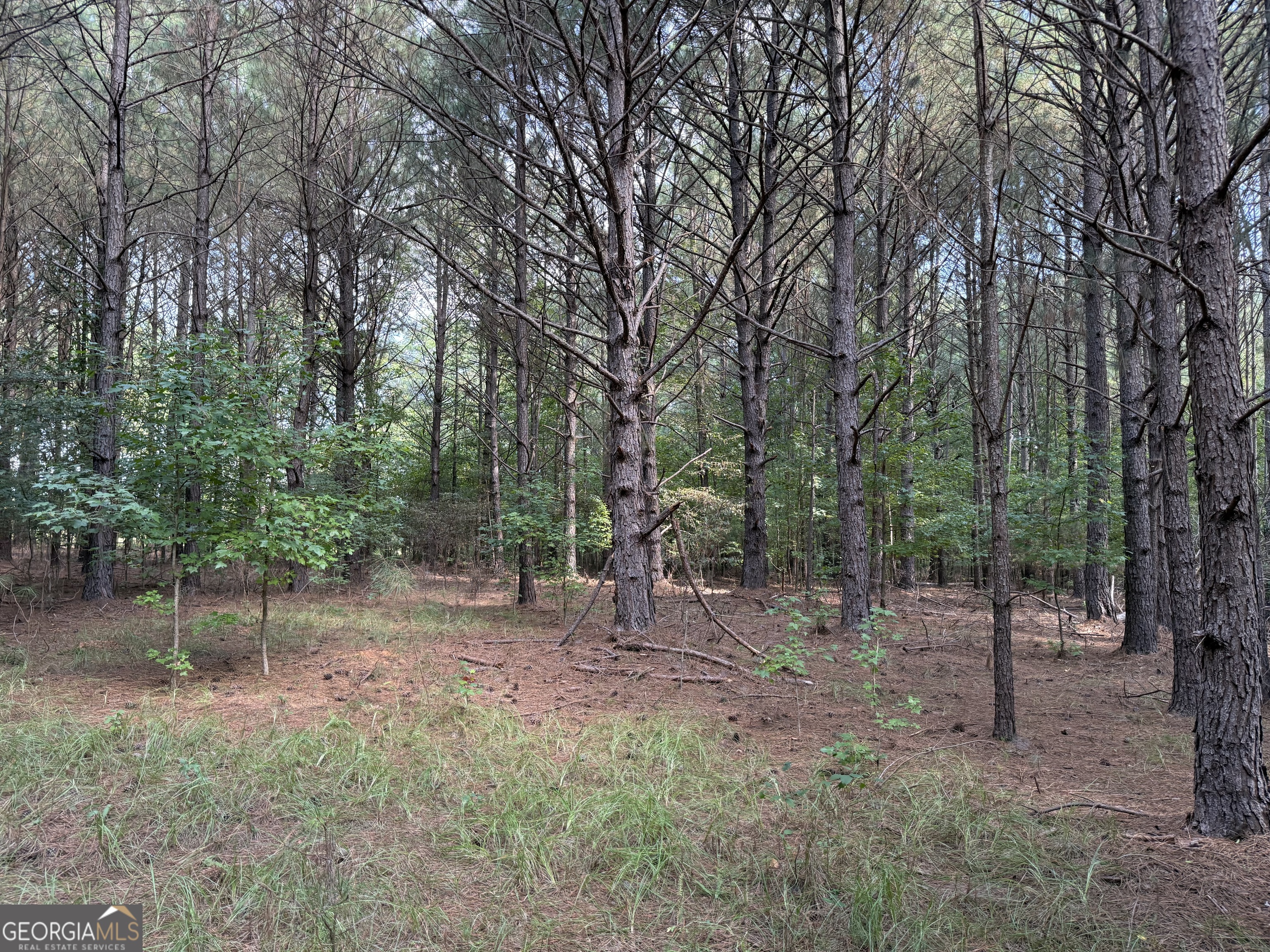 0 C E Norman Road Lincolnton, GA 30817 - Photo 5 of 9 a view of a forest filled with trees