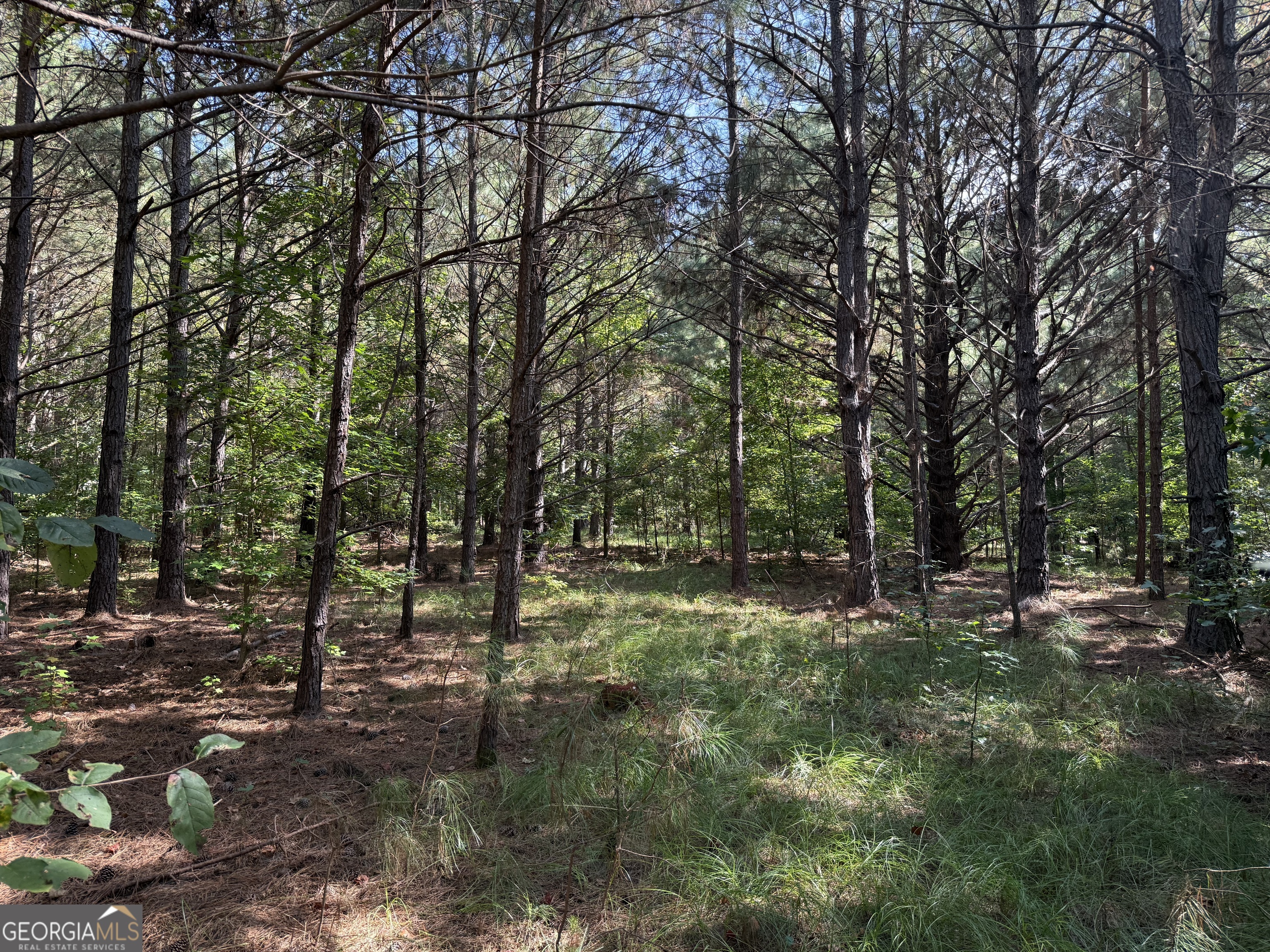 0 C E Norman Road Lincolnton, GA 30817 - Photo 7 of 9 a big yard with lots of green space and trees