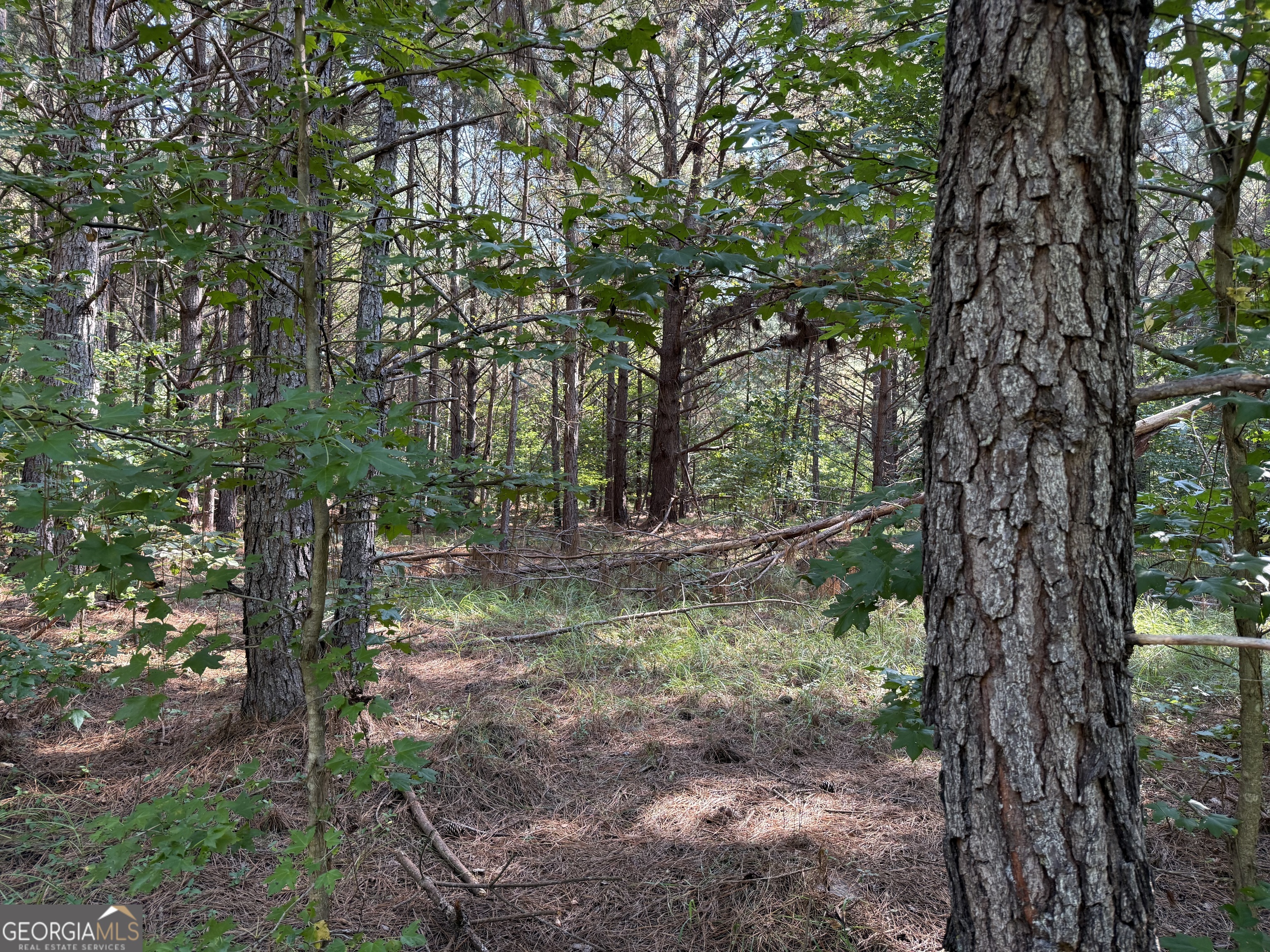 0 C E Norman Road Lincolnton, GA 30817 - Photo 9 of 9 a view of trees in a yard