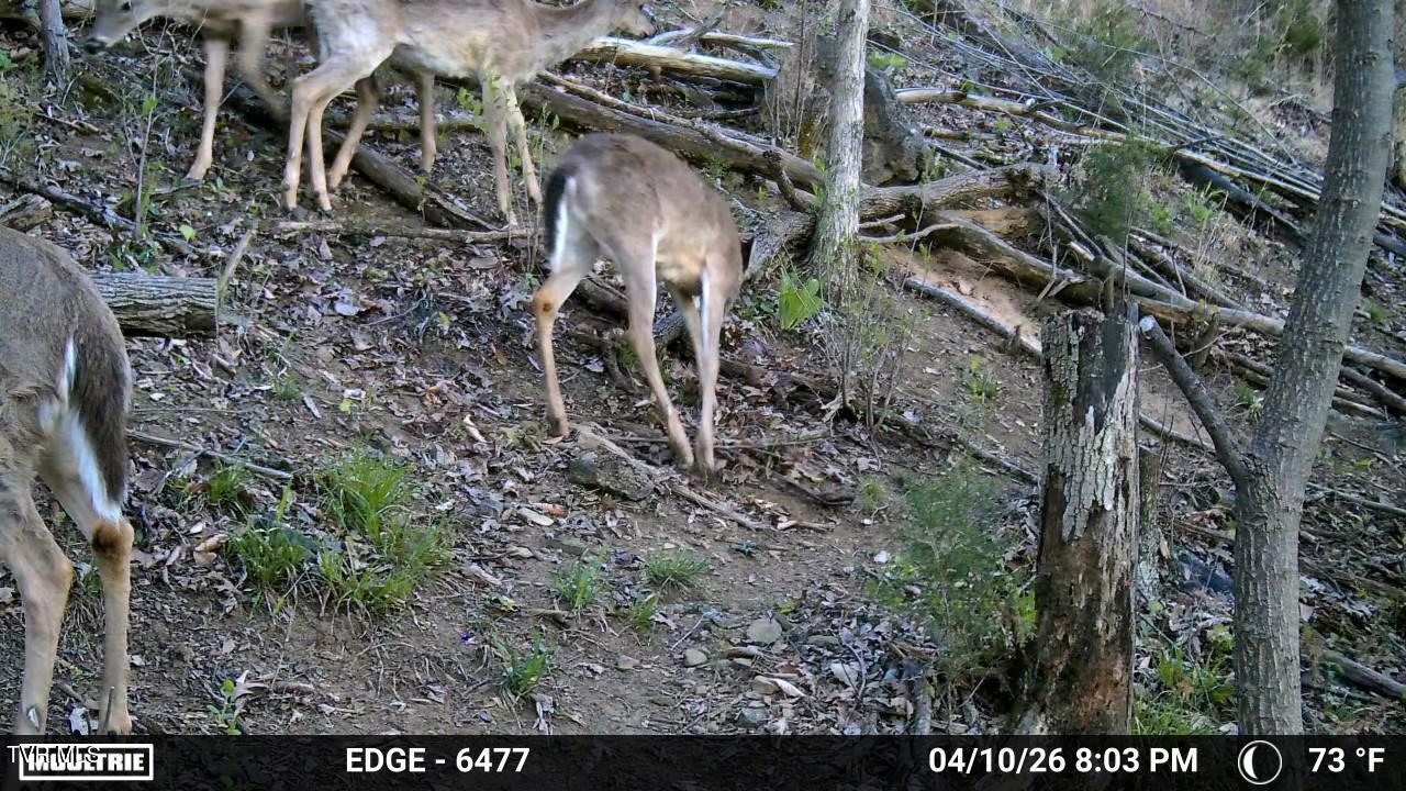 Tbd Johnson Hollow Road Bristol, TN 37620 - Photo 13 of 17 Temp_2857816-20260411000357-100MFCAM_MFD