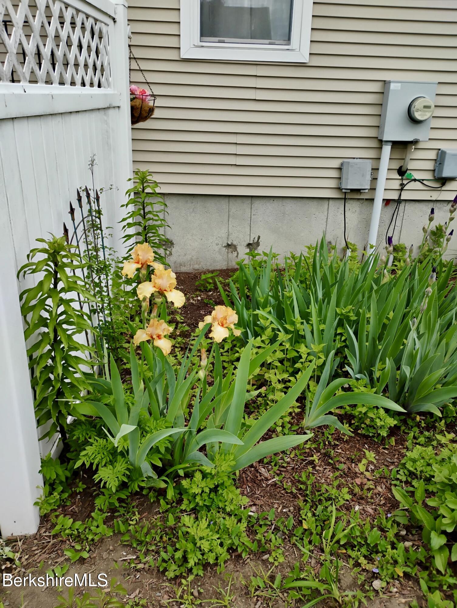 20 Richmond Way Chicopee, MA 01022 - Photo 22 of 25 a plant that is in front of a house
