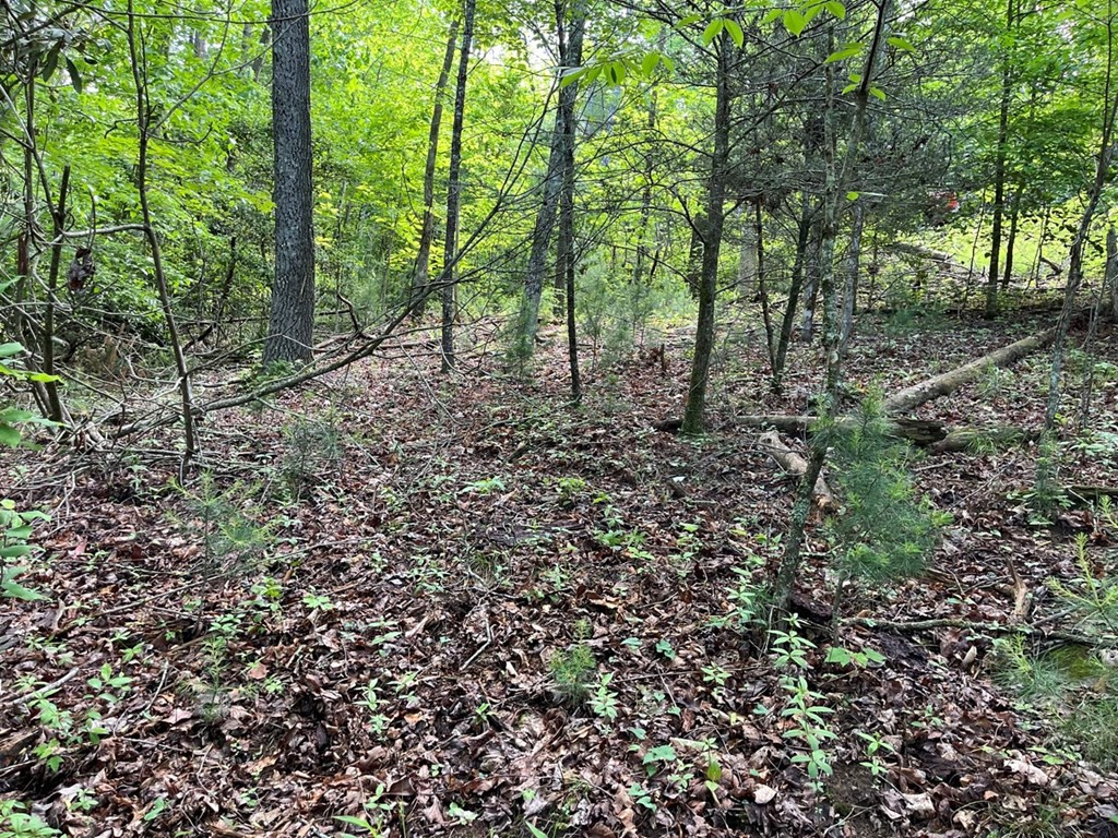 1301 Marrestop Road Murphy, NC 28906 - Photo 2 of 9