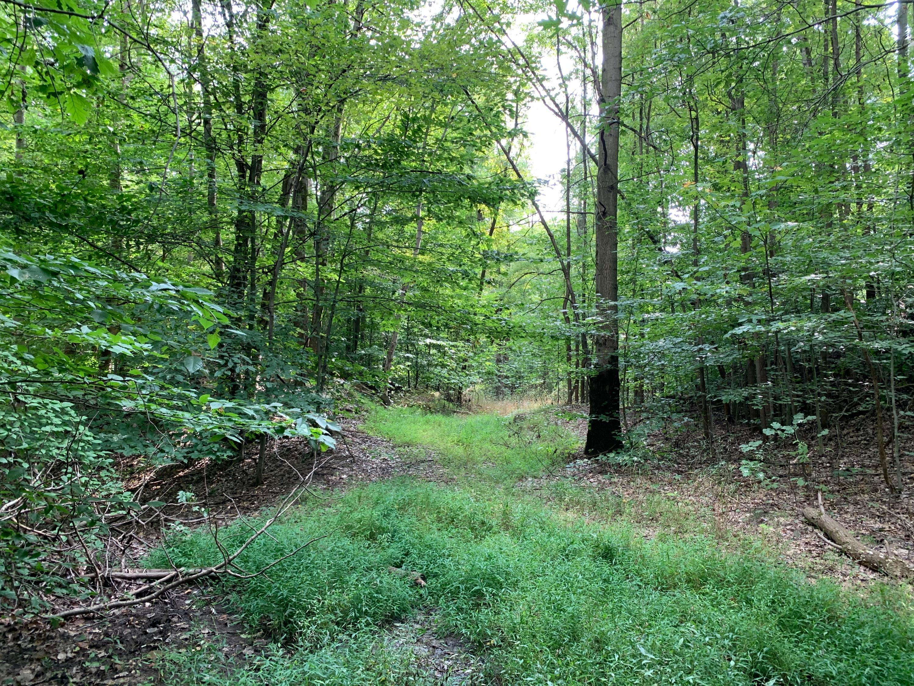0 Cherry Run Road Northwest Strasburg, OH 44680 - Photo 7 of 35 20200916_193118127_iOS