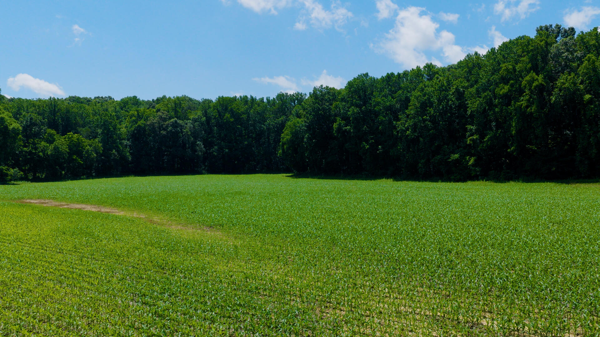 5279 State Line Road East Hazel, KY 42049 - Photo 87 of 93 DRONE.00_15_58_21.Still038