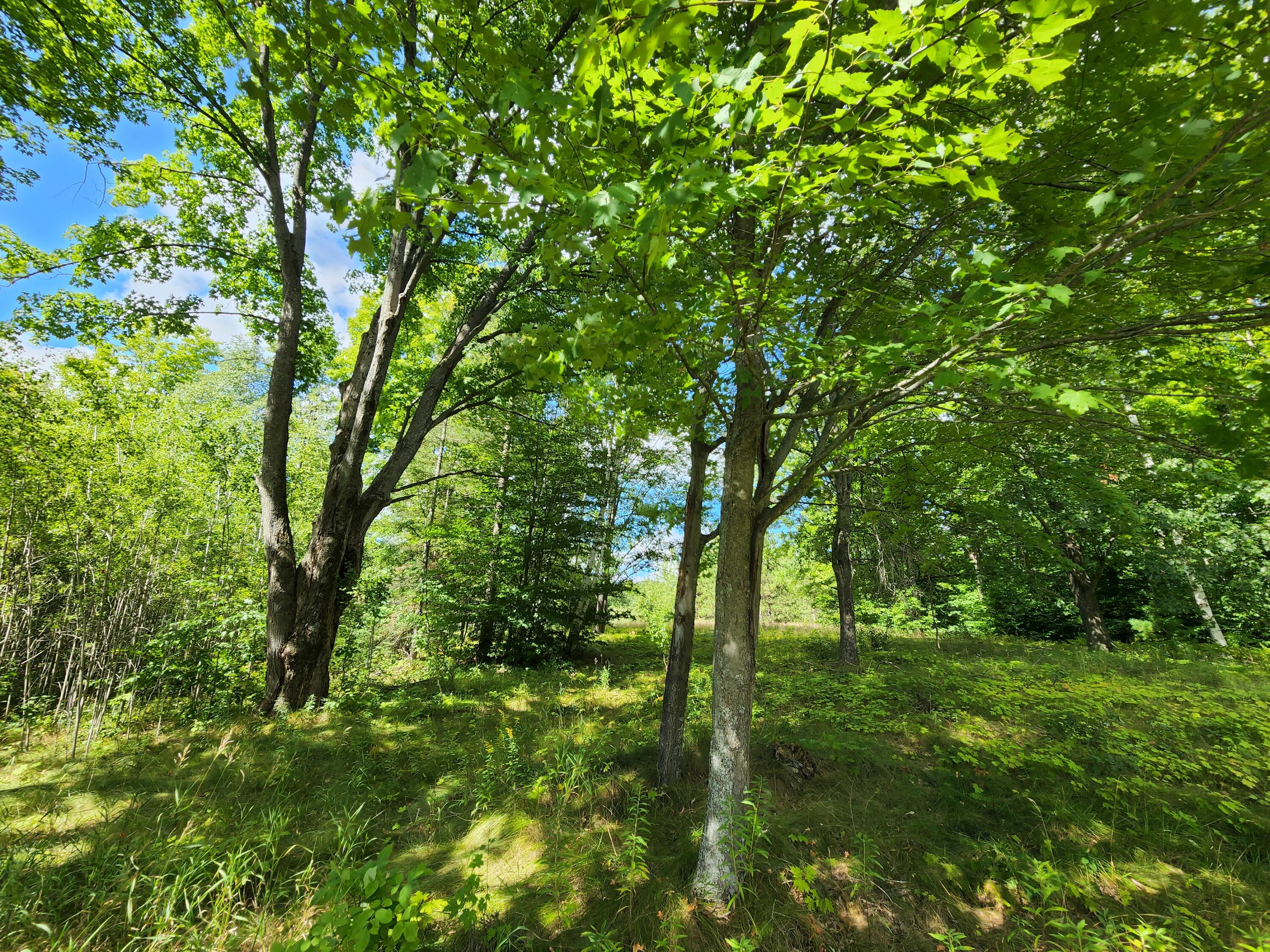 2165 Maier Road Mio, MI 48647 - Photo 38 of 75 Gallery Image 38