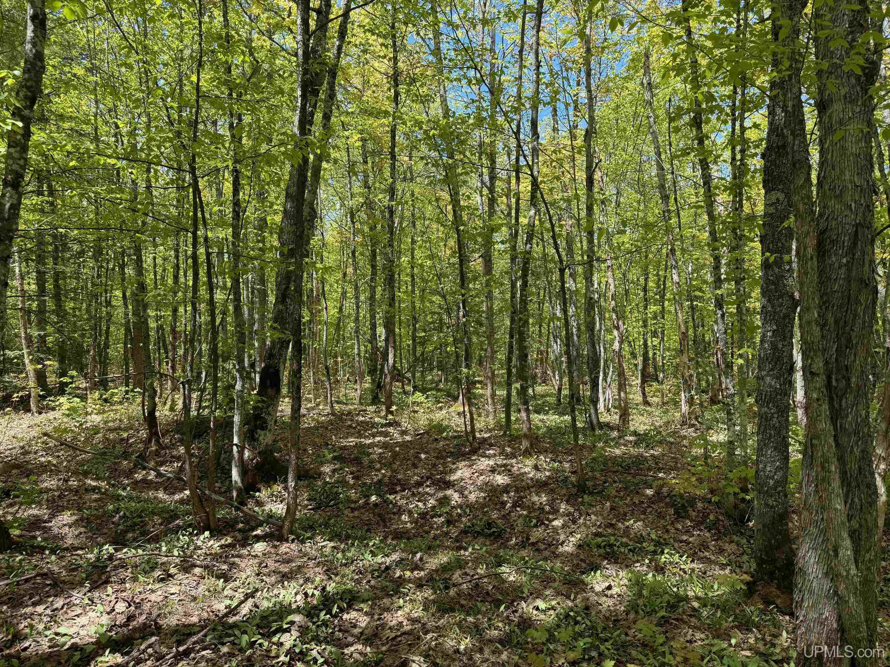 Tbdh Off Winona Road Toivola, MI 49965 - Photo 10 of 14 Gallery Image 10