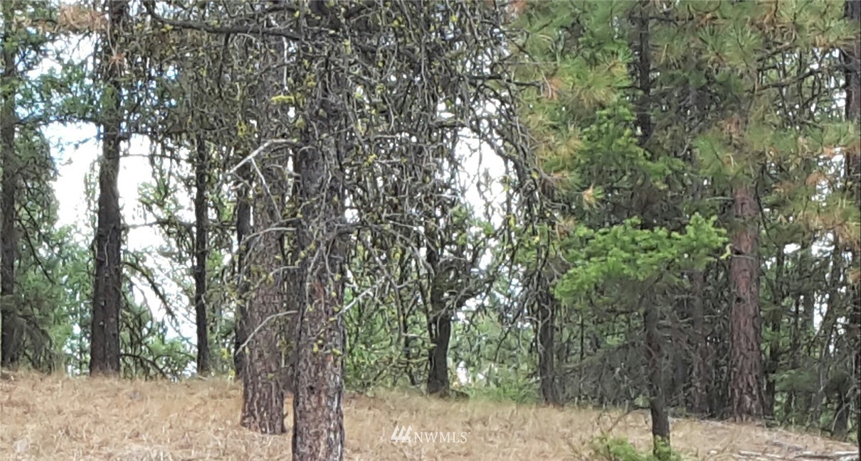9 Ruby Two Moons Tonasket, WA 98855 - Photo 3 of 6 Gallery Image 3