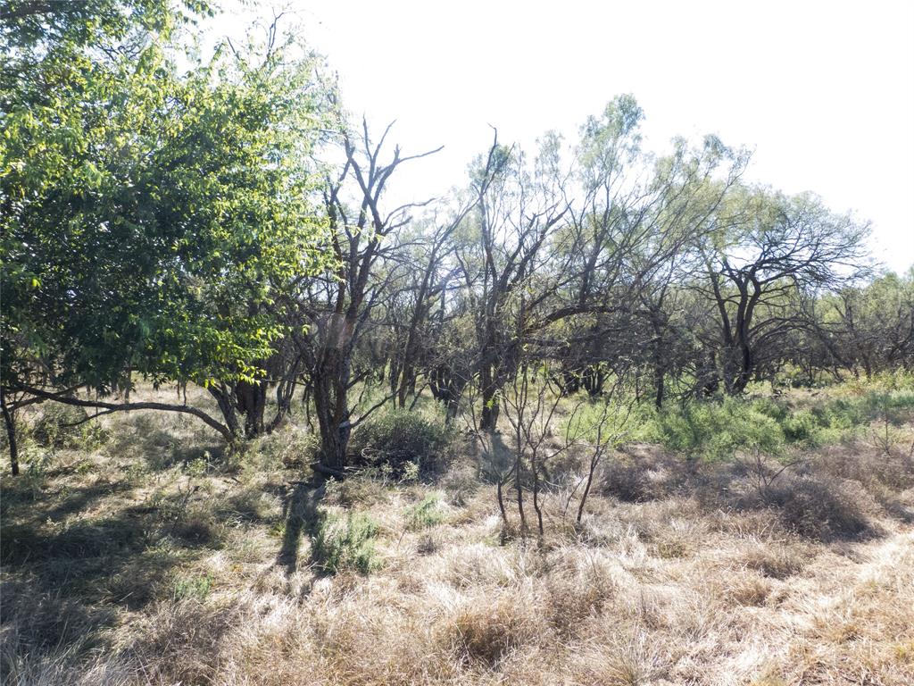 1597 County Road 305 Zephyr, TX 76890 - Photo 27 of 40 a view of a yard with a tree